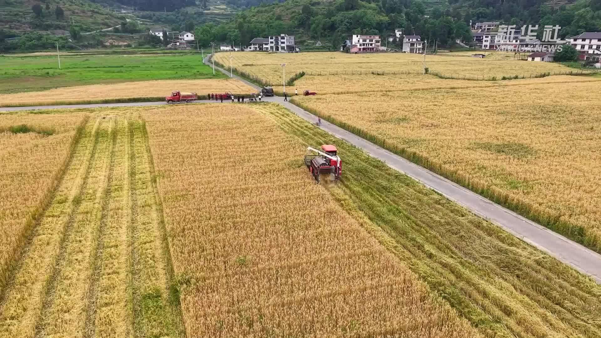 贵州桐梓：农机助力7000余亩小麦丰产丰收