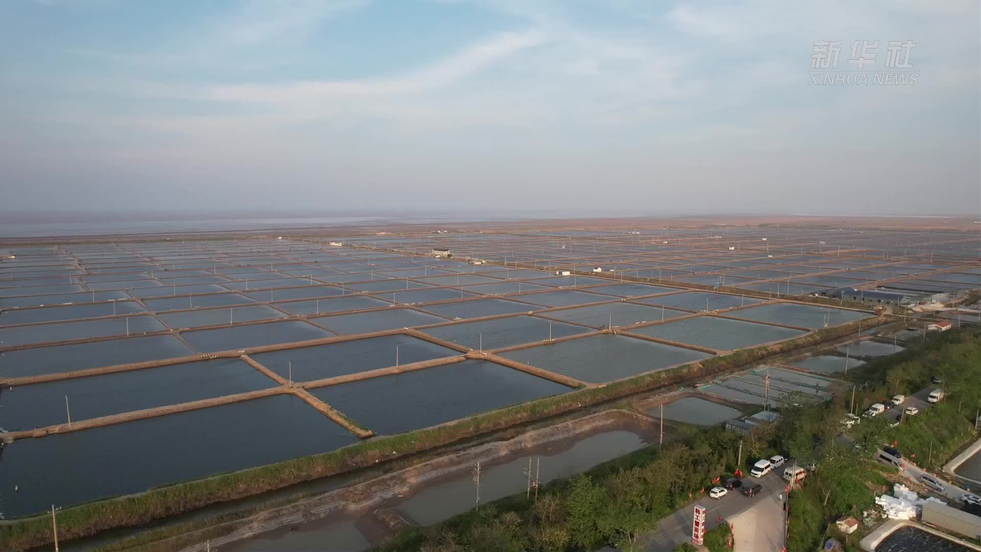 江苏射阳：3万亩蟹苗产销两旺 激活水产种业经济新活力