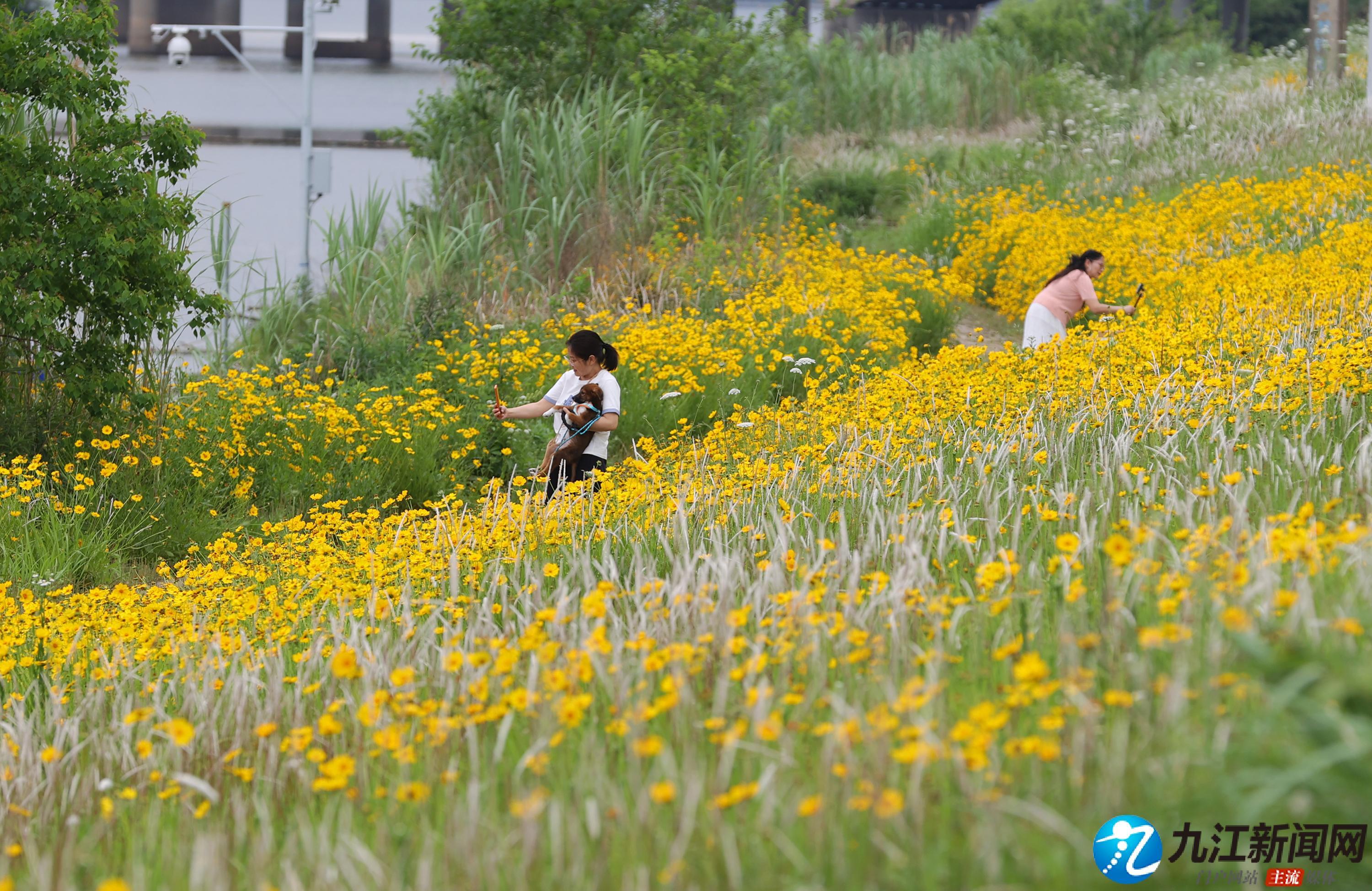 九江八里湖：金鸡菊盛放 邂逅初夏限定花海（图）