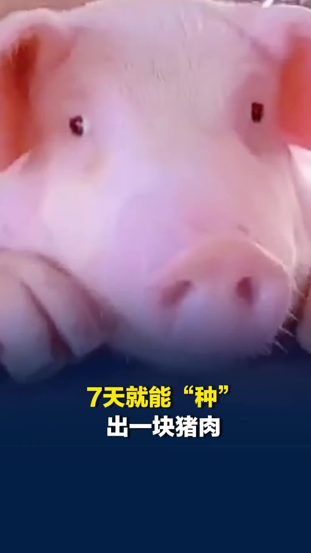 不养猪、不杀猪，南京一公司靠提取干细胞，7天就能“种”出一块猪肉