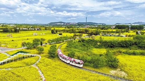 5月3日，游客在邯郸市复兴区东高河村千亩油菜花海赏景游玩。聂长青摄