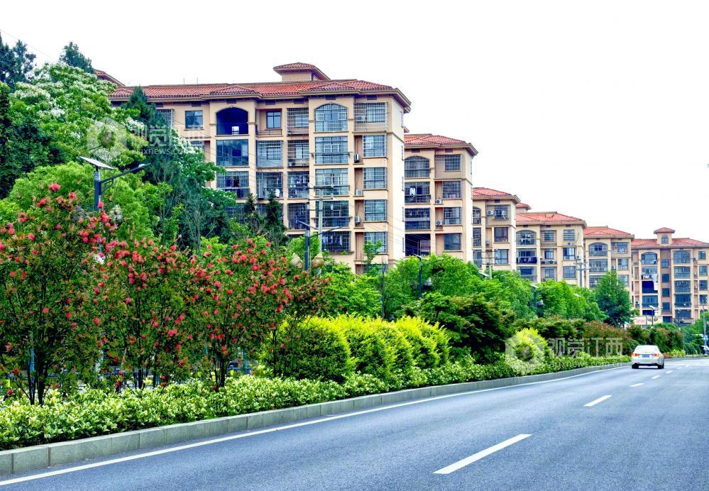 江西分宜：红千层扮靓城郊公路（图）