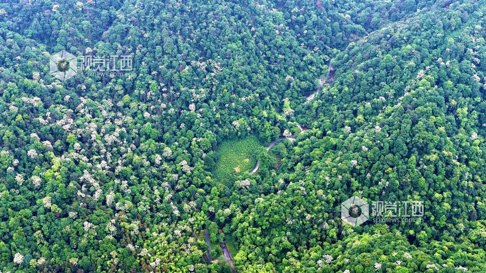 2026年5月12日，俯瞰江西省吉安市峡江县玉笥养生谷景区，漫山遍野的油桐花绽放枝头，宛如白雪飘落在丛林间，风景美如画。