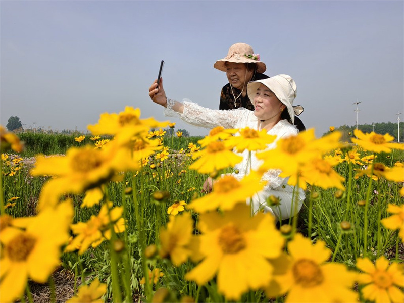 5月13日，游客在新乐市磁河木刀沟生态湿地公园花间合影。
