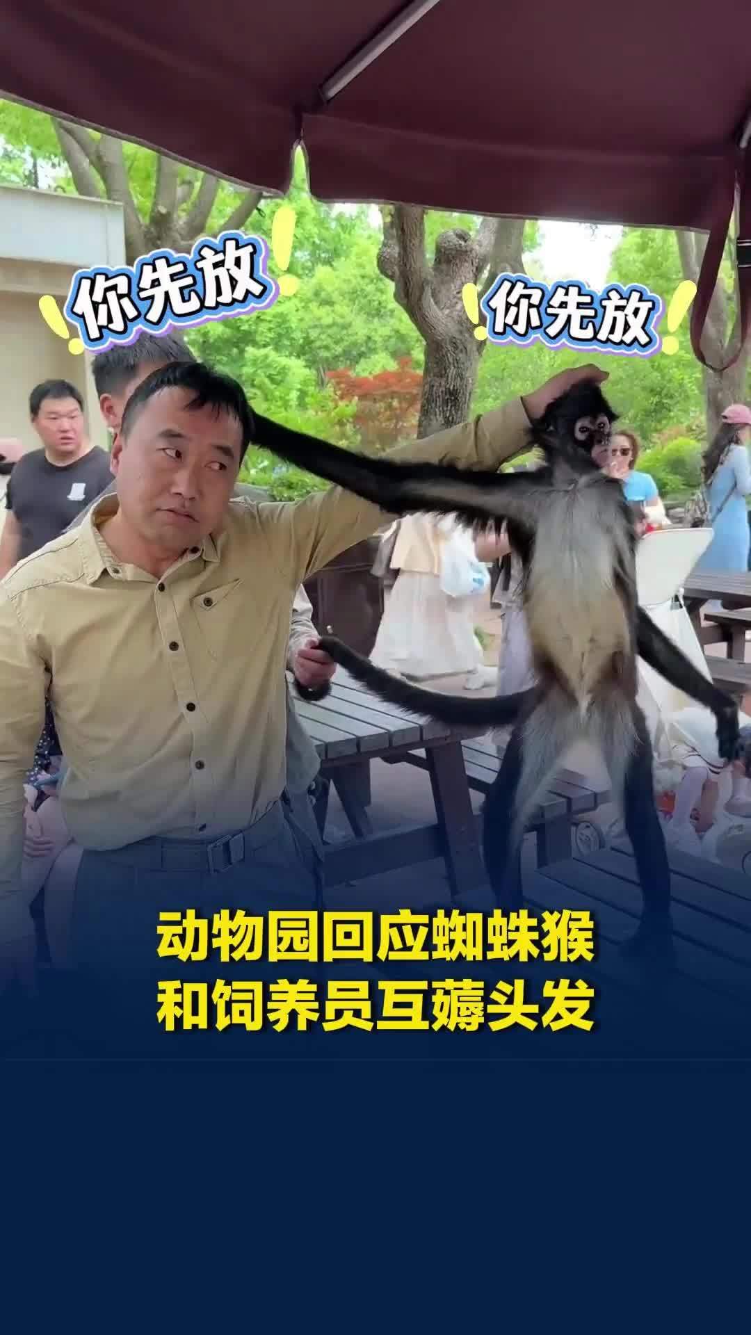 蜘蛛猴与饲养员互薅头发，表情神同步笑翻全网！园方回应：它俩感情好着呢