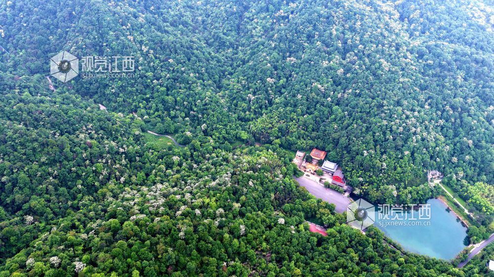 2026年5月12日，俯瞰江西省吉安市峡江县玉笥养生谷景区，漫山遍野的油桐花绽放枝头，宛如白雪飘落在丛林间，风景美如画。