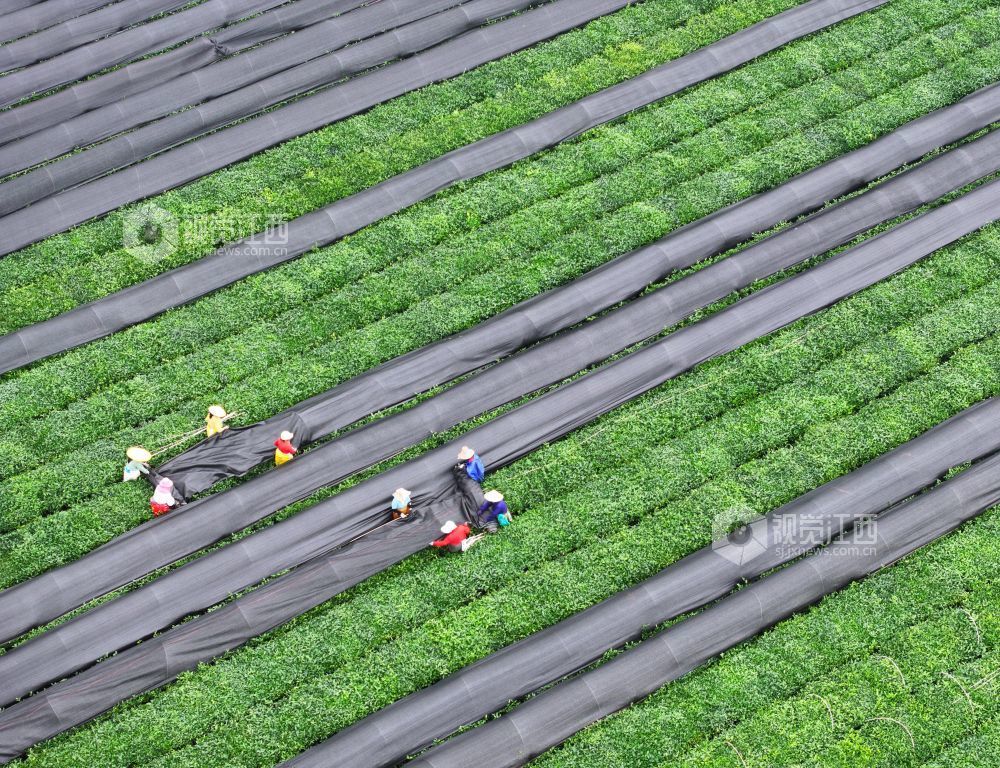 江西泰和：茶树“穿衣”遮阳促生长（图）