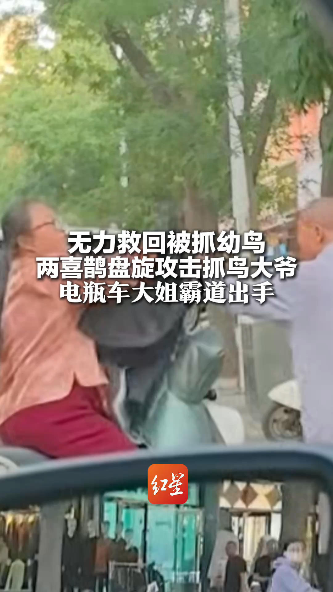 无力救回被抓幼鸟 两喜鹊盘旋攻击抓鸟大爷 电瓶车大姐霸道出手 当地：喜鹊属三有保护动物，禁止非法捕猎