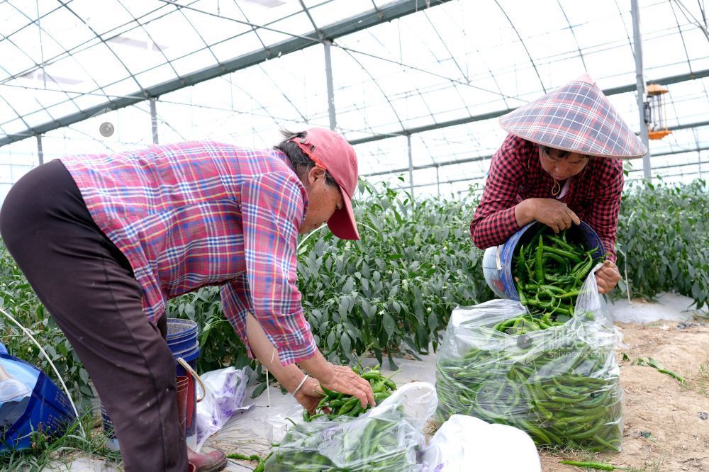 江西分宜：采收蔬菜供市场（图）