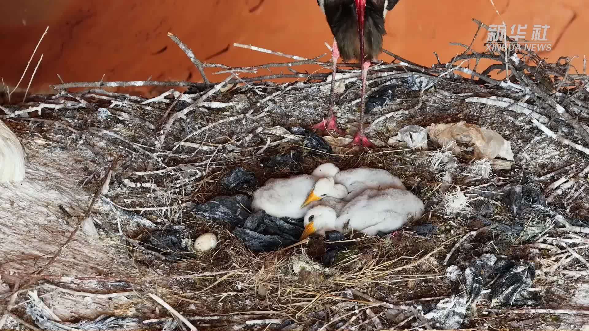甘肃天祝：“鸟中大熊猫”黑鹳栖身岩洞筑巢育雏