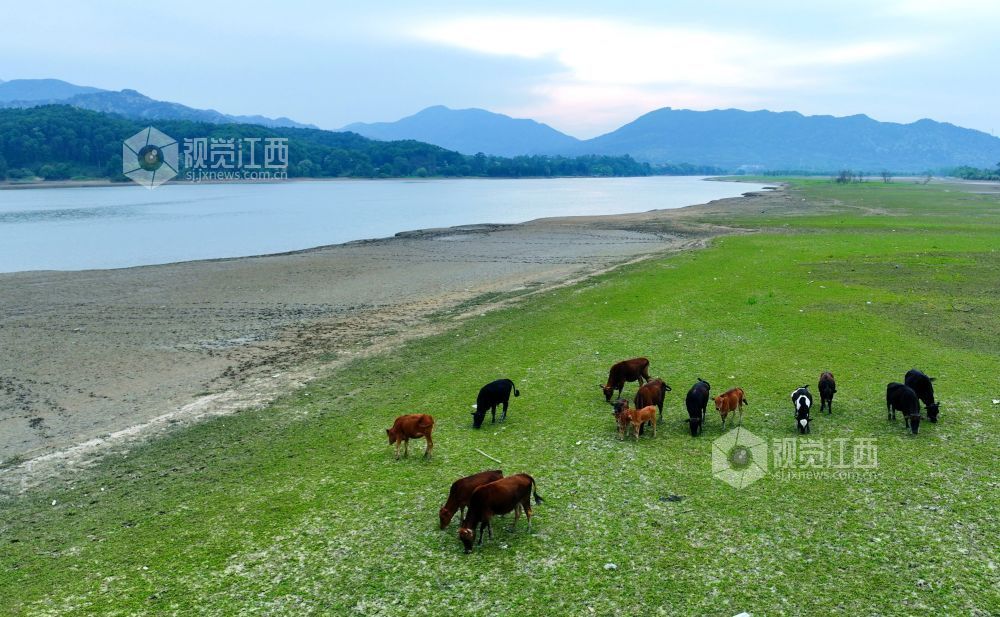 江西分宜:退水露浅滩 湖山入画来(图)
