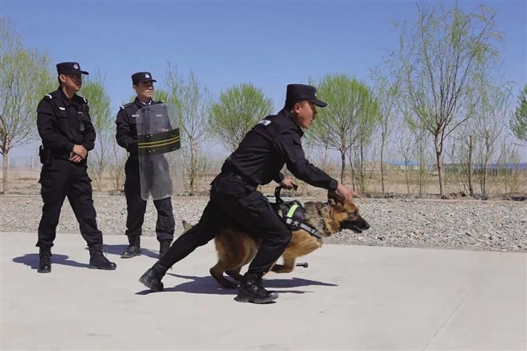 孙军鹏与警犬实战训练的场景