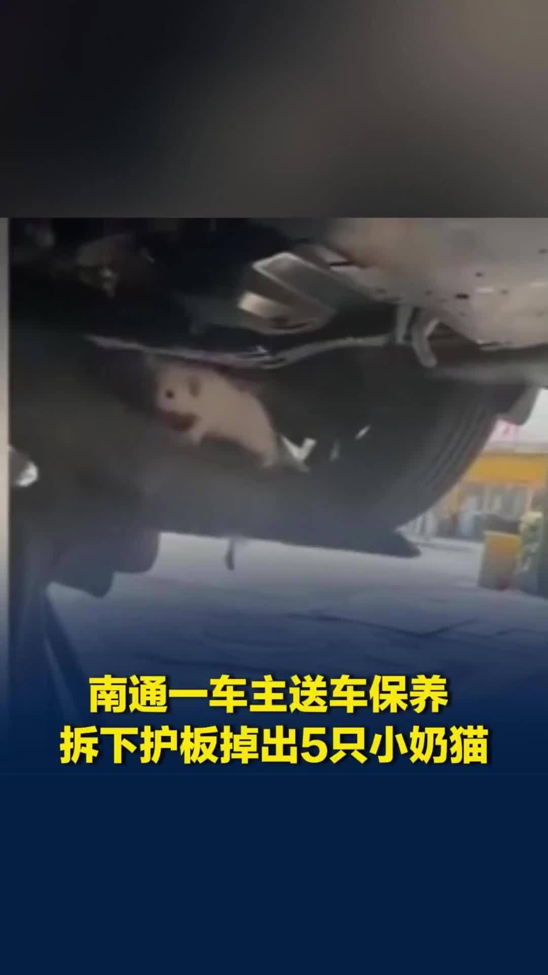 南通一车主送车保养，拆下护板掉出5只小奶猫