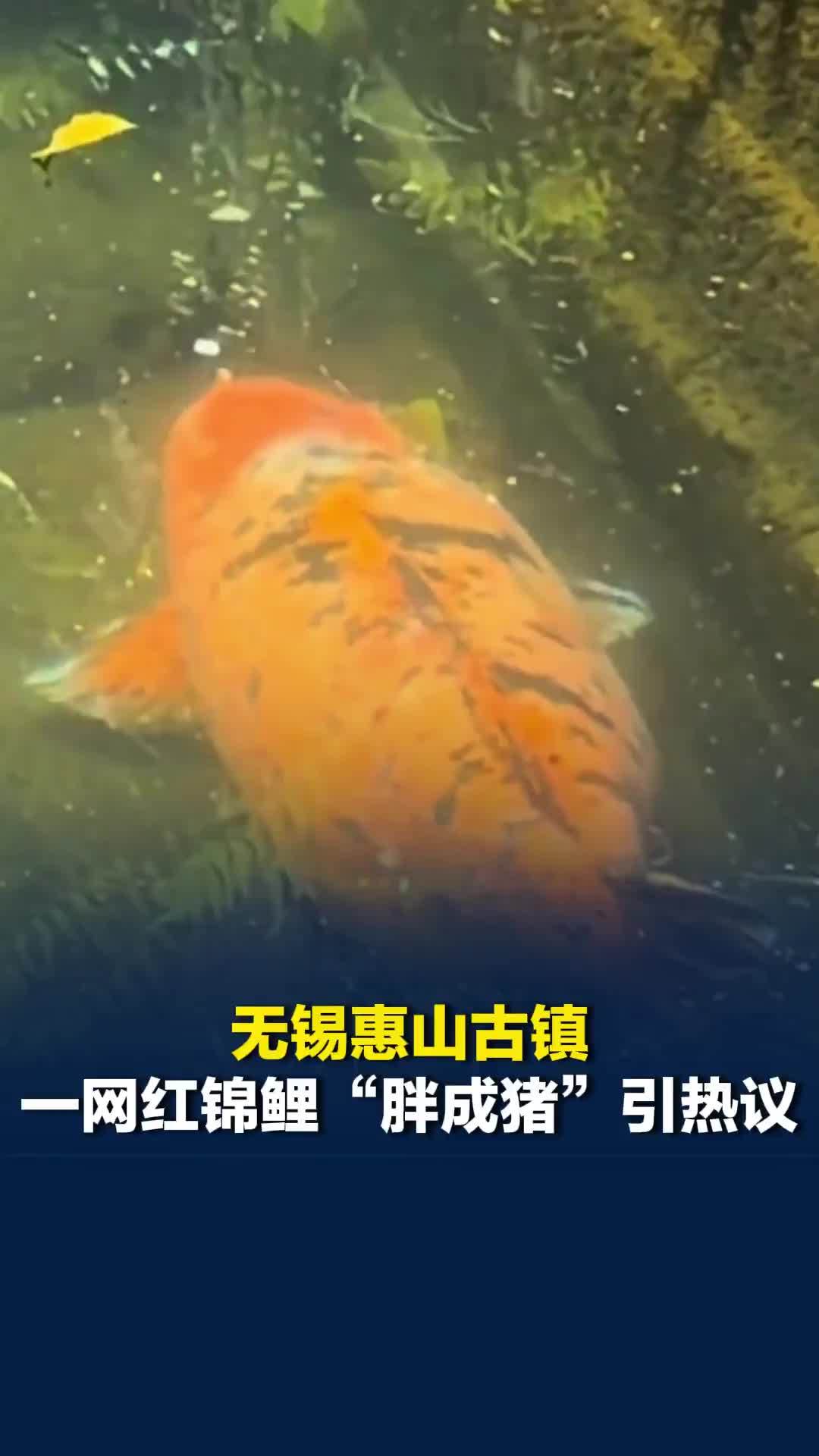 江苏无锡惠山古镇一网红锦鲤“胖成猪”引热议，景区：不建议游客投喂