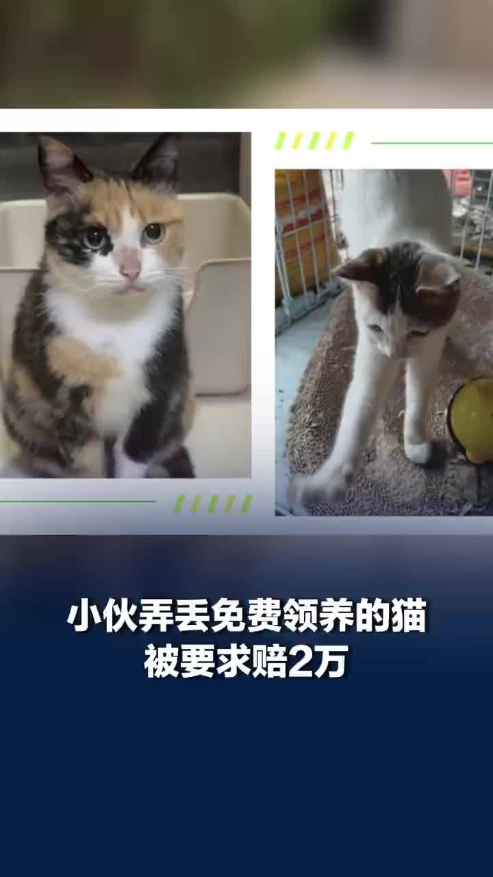 小伙弄丢免费领养的猫被要求赔2万