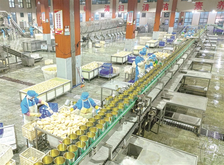 近日，位于乐安县的江西广雅食品有限公司车间内一派忙碌景象，工作人员正加紧生产竹笋罐头。这家农业产业化国家级重点龙头企业，竹笋类产品出口远销20余个国家和地区。本报全媒体首席记者 李 劼摄