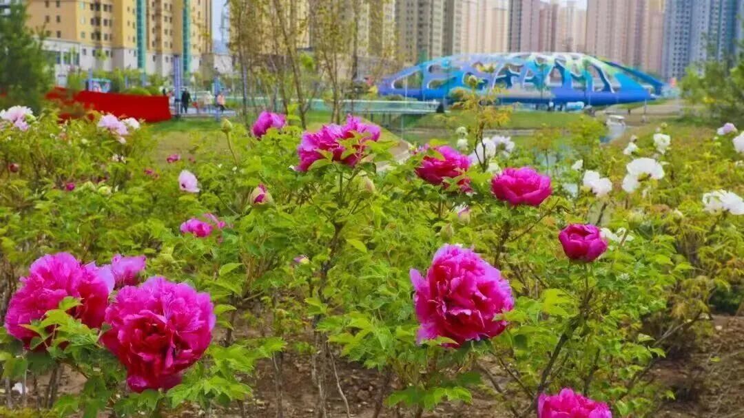 图源：临夏市文旅之声