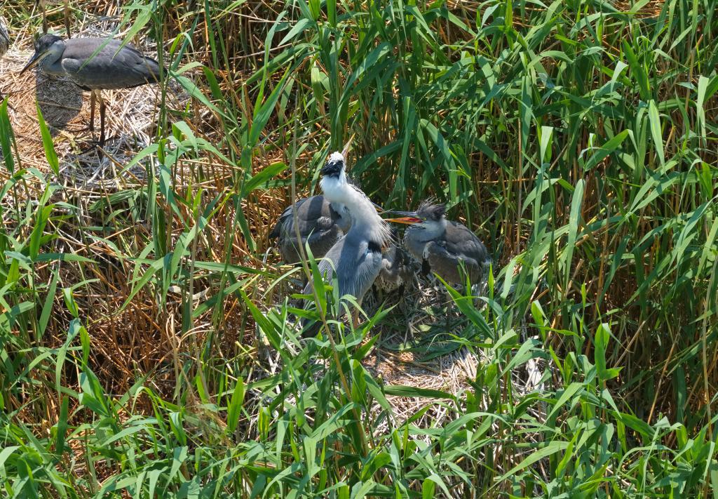 芦苇荡里的苍鹭雏鸟。新华社发