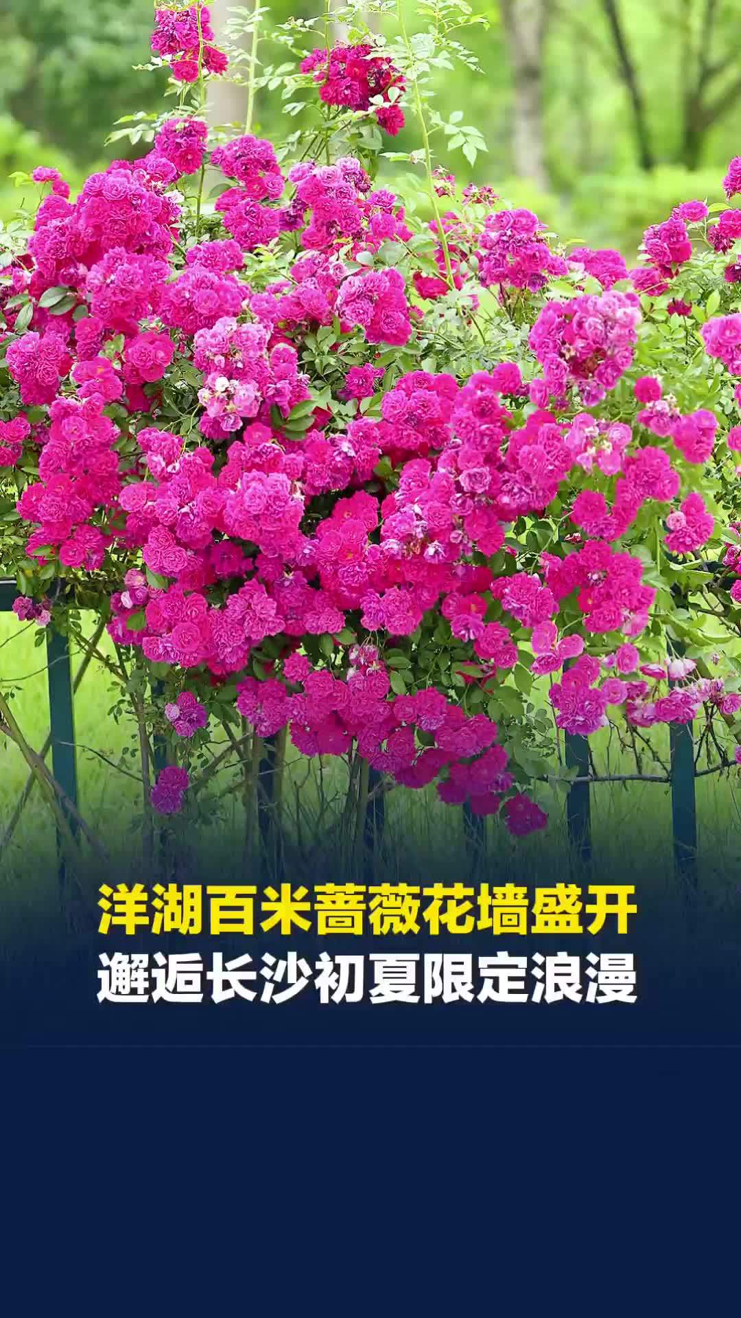 邂逅长沙初夏限定浪漫！洋湖百米蔷薇花墙盛开
