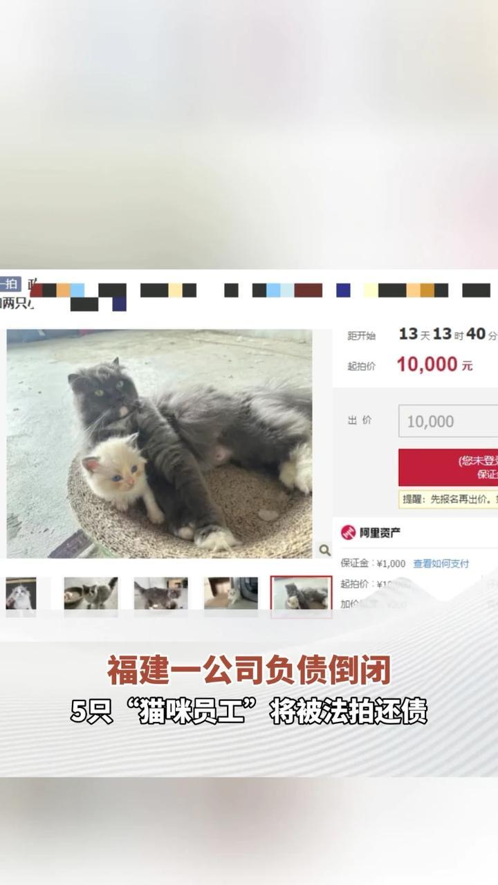 福建一公司负债倒闭，5只“猫咪员工”将被法拍还债，打包起拍价1万元，知情人：猫咪血统比较纯正，正常售卖总价达四五万元