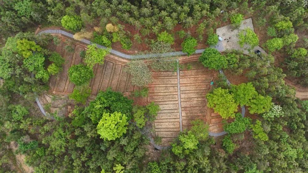 万载县森工林场与中农云河（万载）中药科技有限公司在官元山分场建设高标准林下中药材基地。