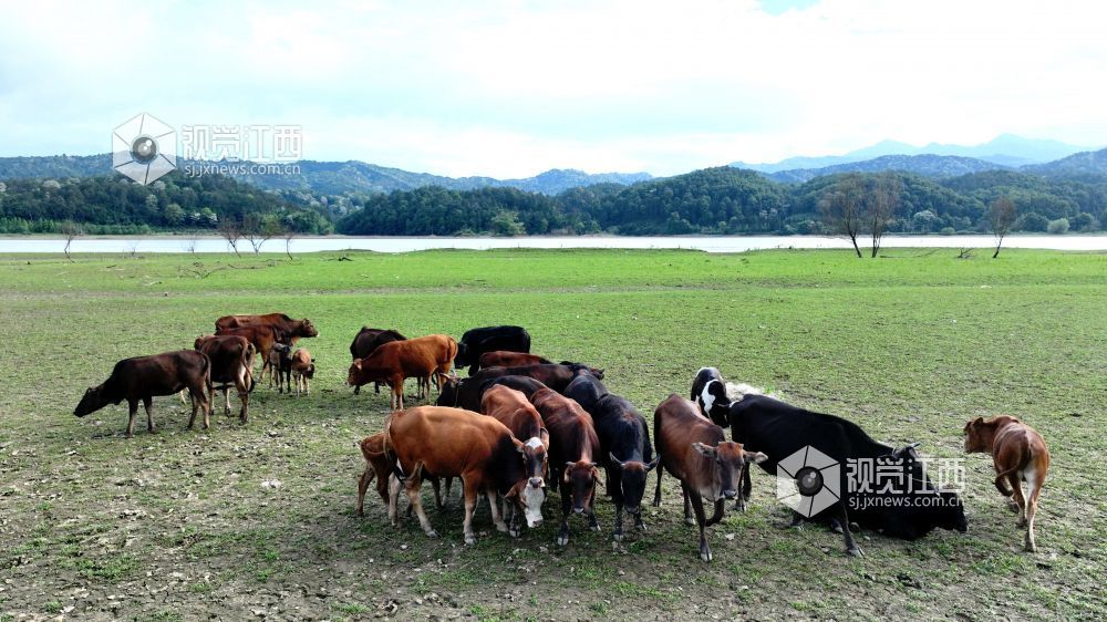 江西分宜:河畔生态放牧 助力村民增收(图)