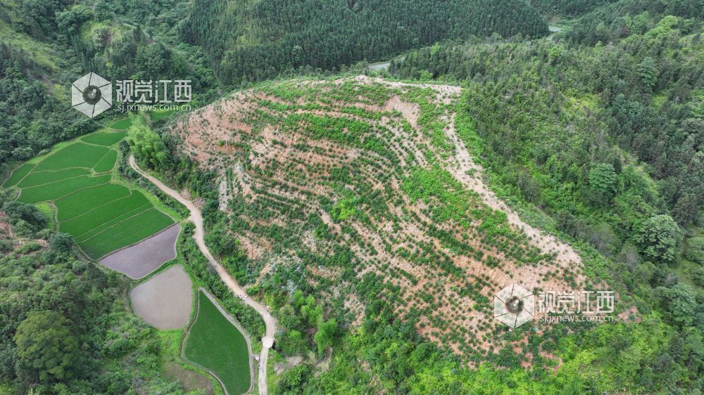 5月18日，在江西省永丰县潭头乡，眼下正是山苍子管护的黄金期，当地利用丰富的林地资源引进山苍子种植产业，让村民在家门口挣钱顾家两不误。