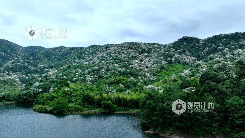 江西分宜：油桐花开美如画（图）