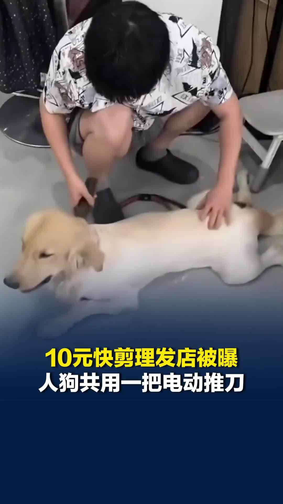 浙江诸暨一10元快剪理发店被曝人狗共用一把电动推刀，理发师傅回应：有清洗消毒