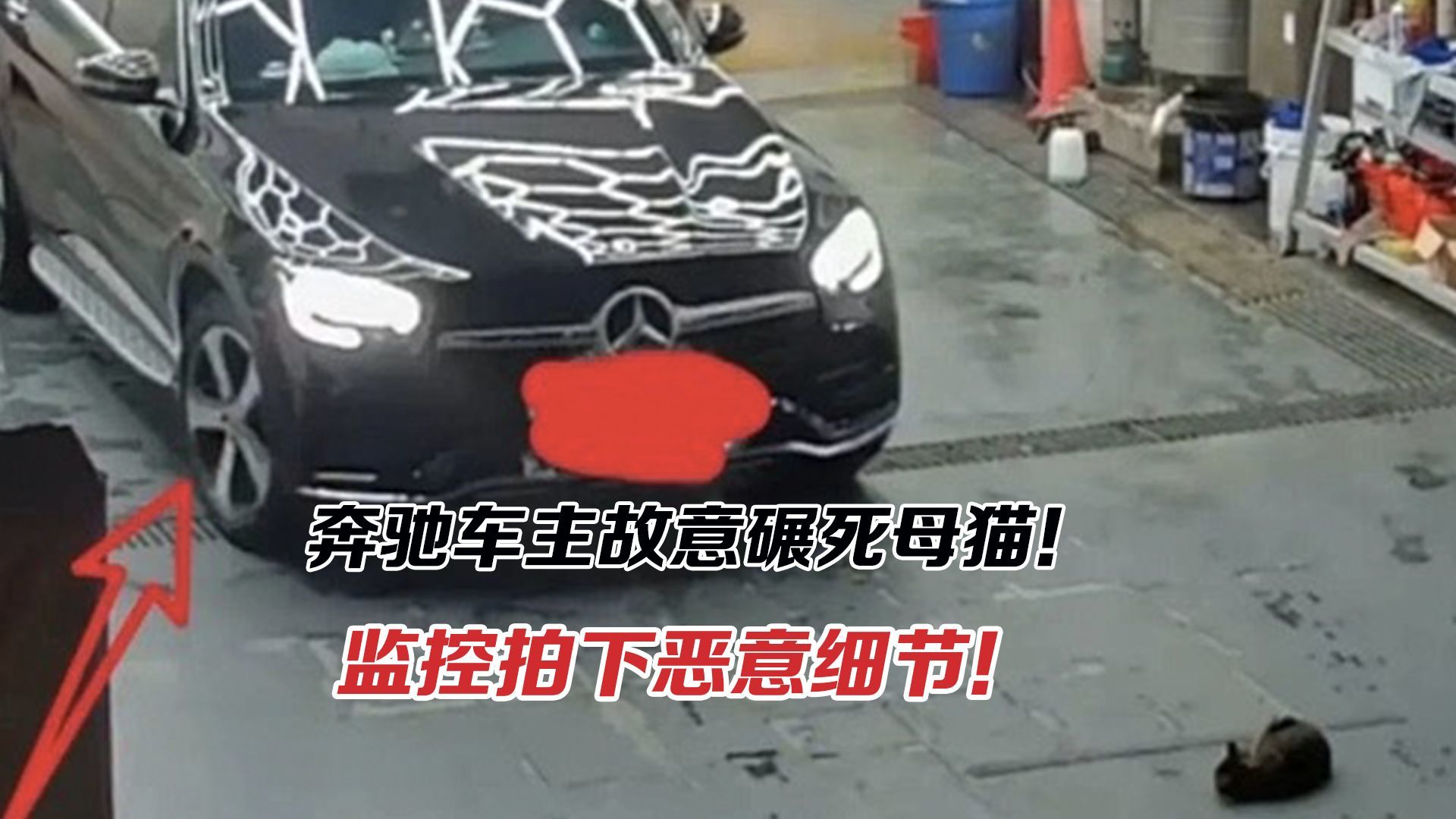 奔驰车主故意碾死母猫！监控拍下恶意细节！法律空白就可随意虐杀？