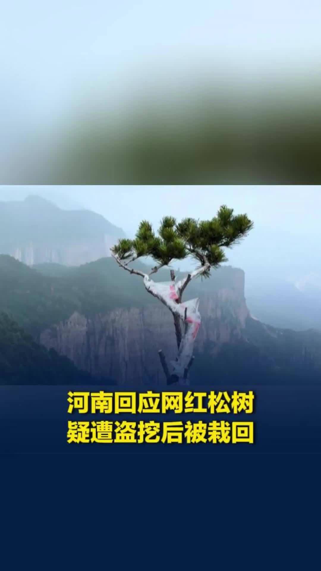 河南辉县一棵网红松树疑遭盗挖，数日后悄然栽回，当地：正抢救，能否存活不明确