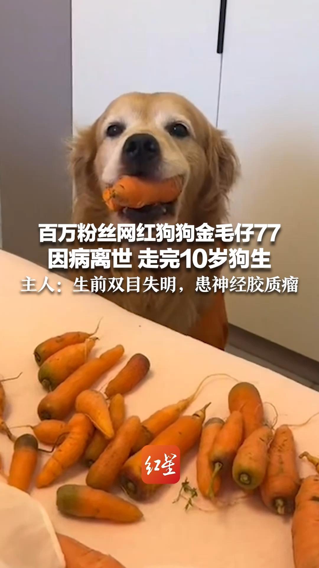 百万粉丝网红狗狗金毛仔77因病离世 走完10岁狗生 主人：生前双目失明，患神经胶质瘤 将守护好它的“老婆”和“孩子”