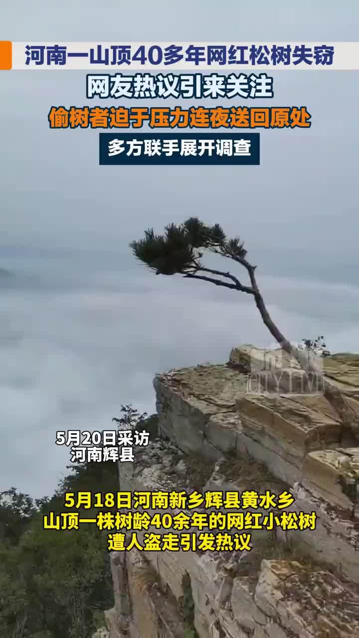 南太行失窃网红松树被偷偷还回来了