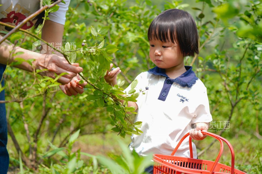 江西萍乡：蓝莓成熟迎客来（图）