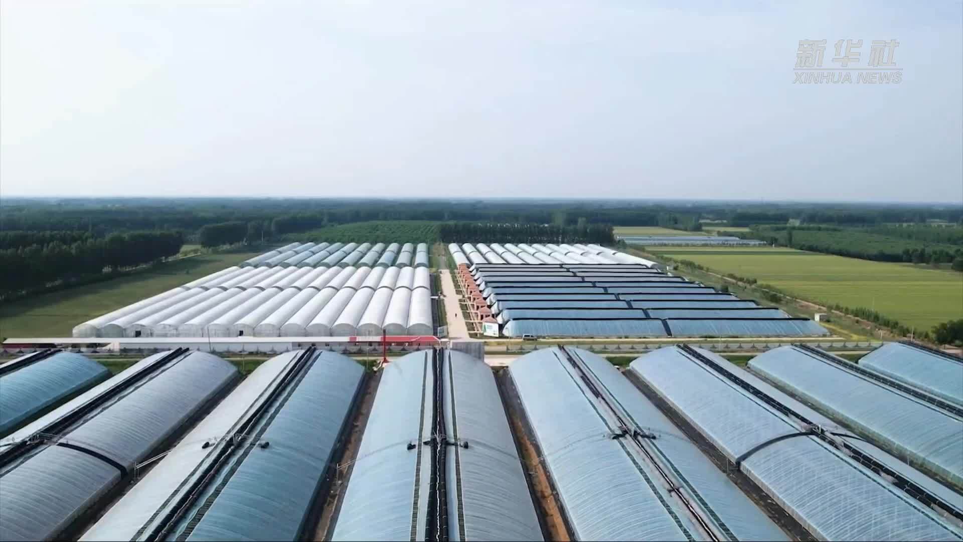 山东惠民：特色产业赋能乡村振兴