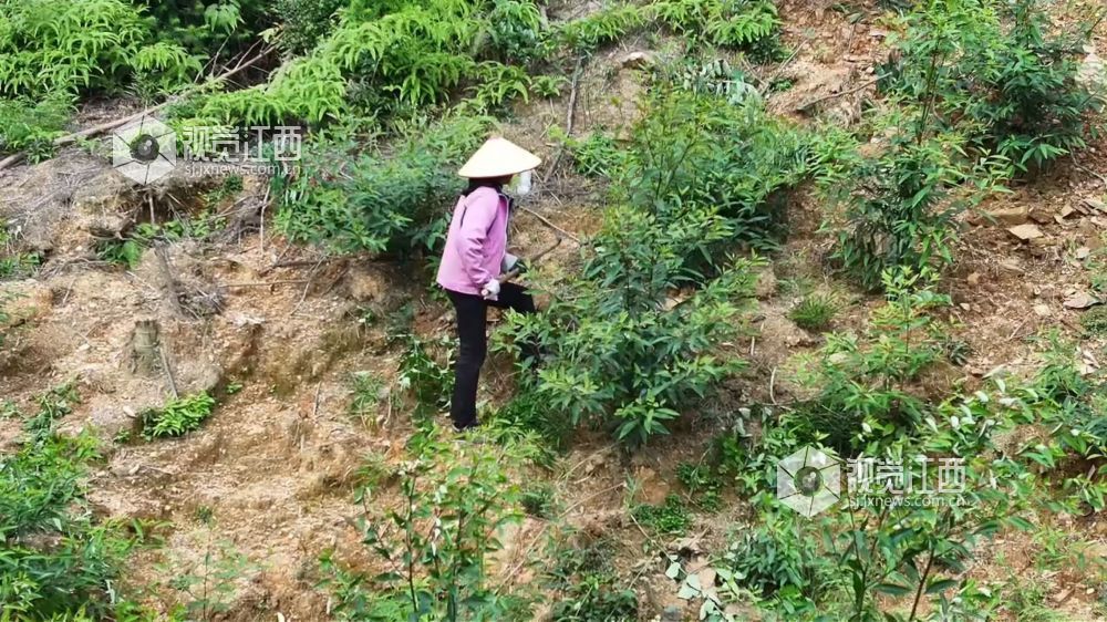 5月18日，在江西省永丰县潭头乡，眼下正是山苍子管护的黄金期，当地利用丰富的林地资源引进山苍子种植产业，让村民在家门口挣钱顾家两不误。