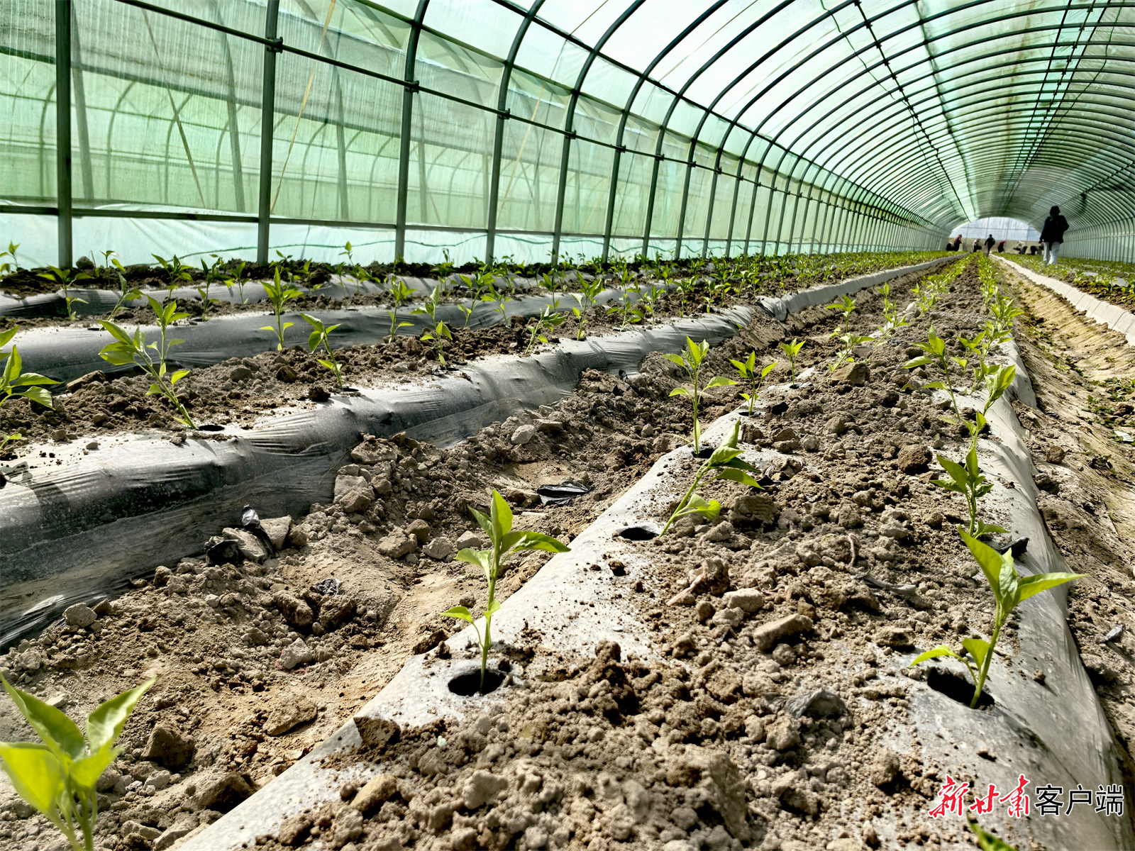 果园镇西沟村无菌化网室制种基地，新栽植的甜椒种苗长势良好。新甘肃&middot;甘肃日报记者　顾丽娟　摄