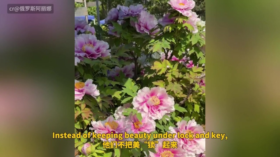 【“中国游记”第二季㊴】来中国洛阳 赴一场牡丹的“花样”之约