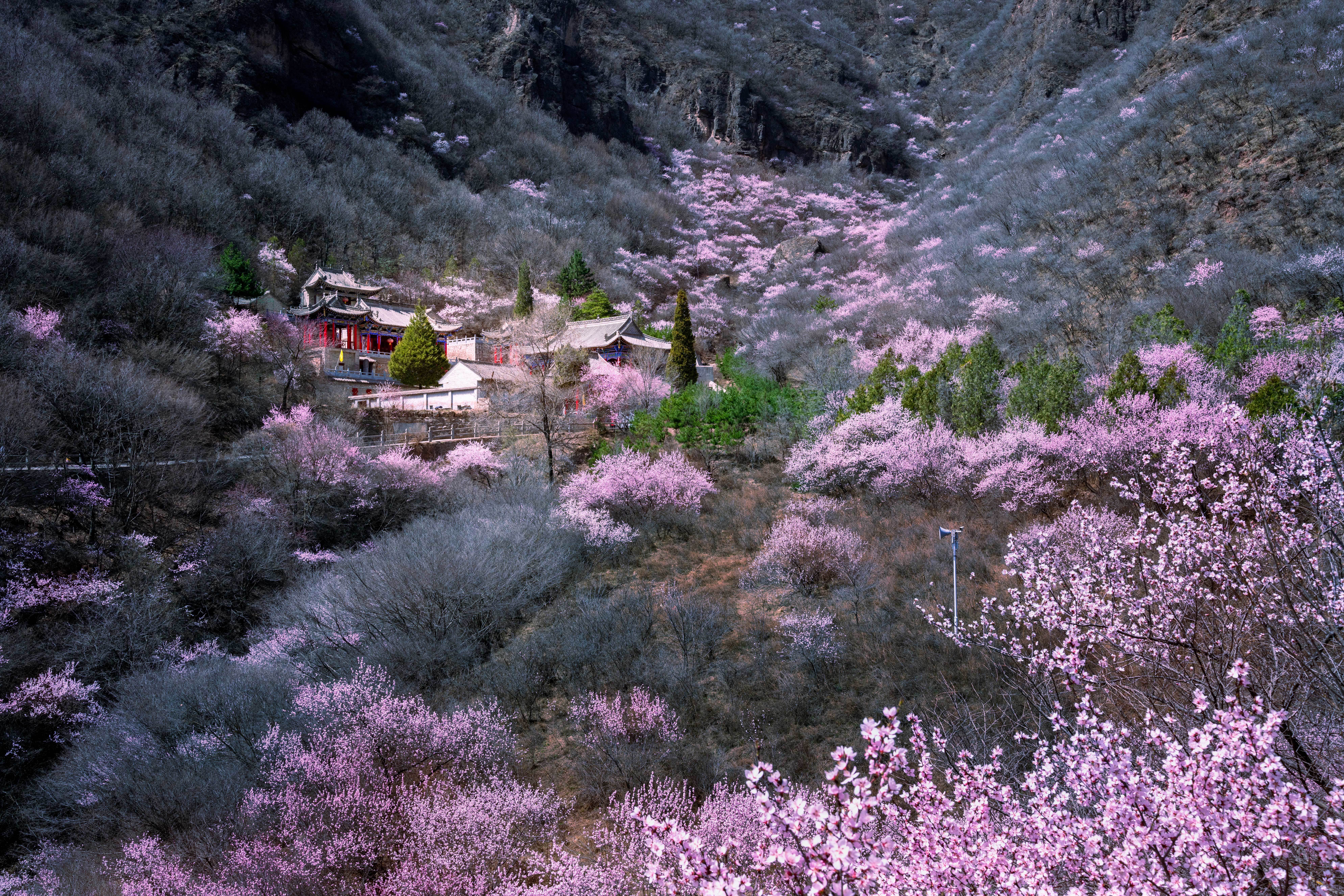 米家沟桃花满山坡　湛小菲　摄