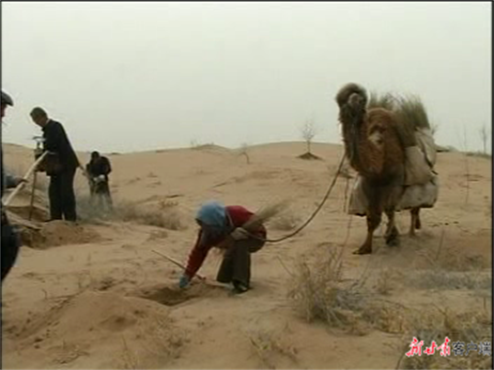栽种苗木　王银吉供图