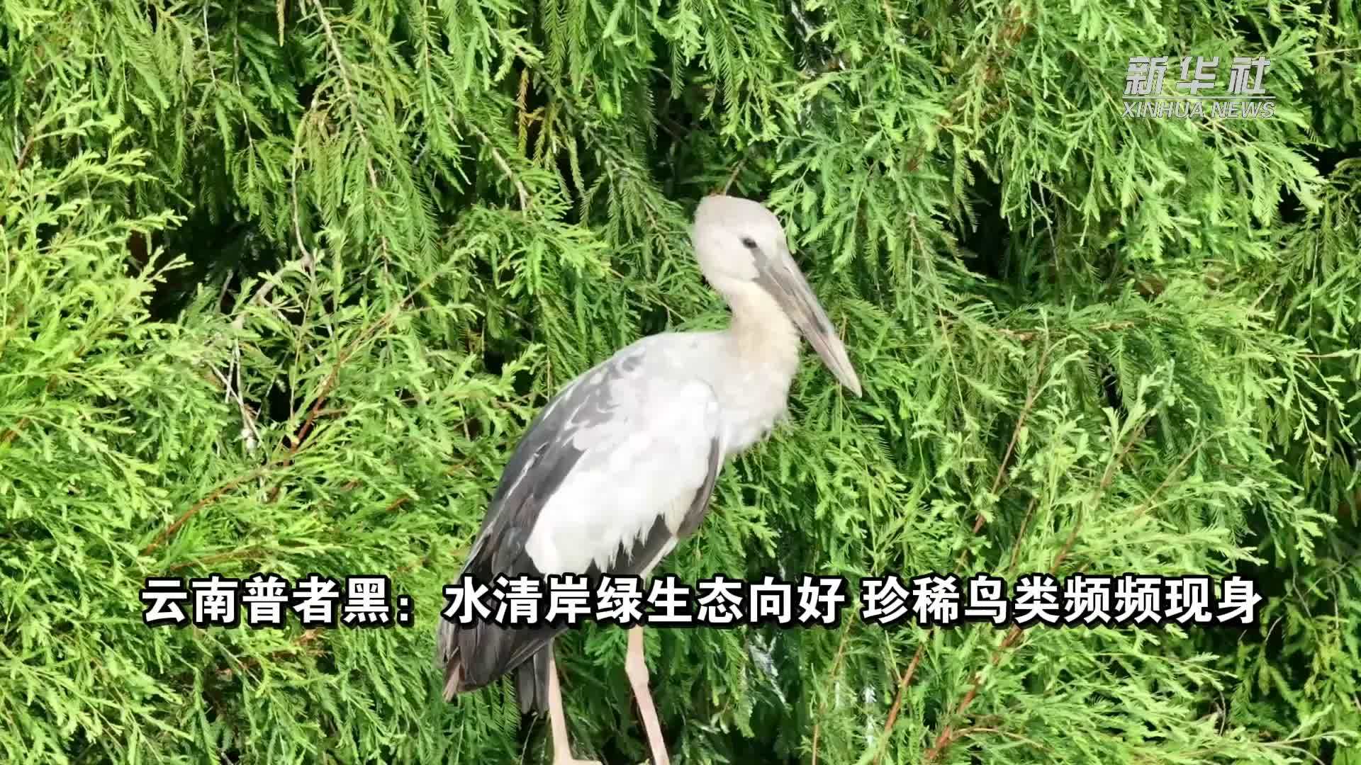 美丽中国行｜云南普者黑：水清岸绿生态向好 珍稀鸟类频频现身