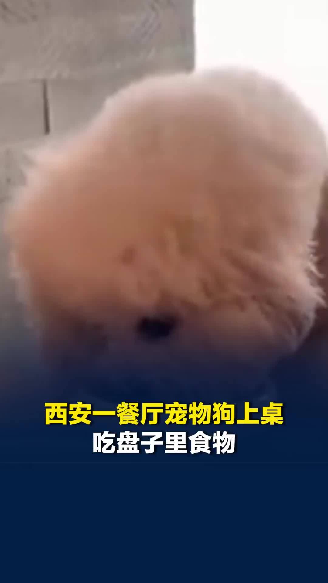 西安一餐厅宠物狗上桌吃盘子里食物，餐厅工作人员：会提供宠物餐，不能上桌吃