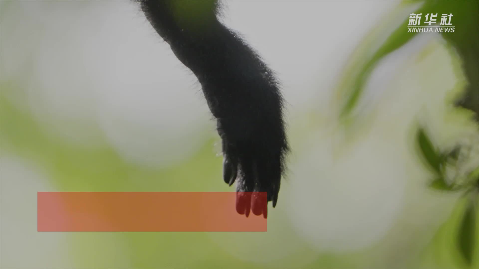 海南长臂猿种群数量增长