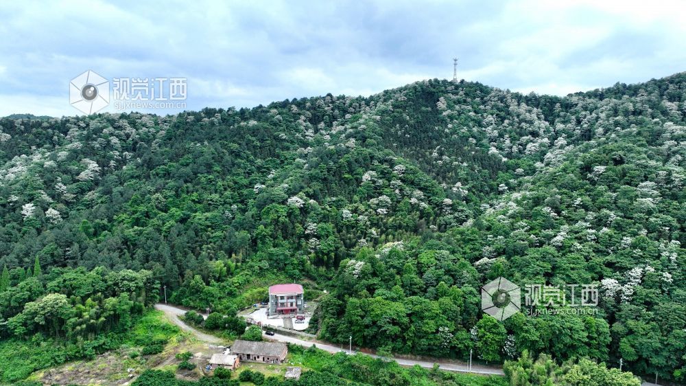 江西分宜：油桐花开美如画（图）