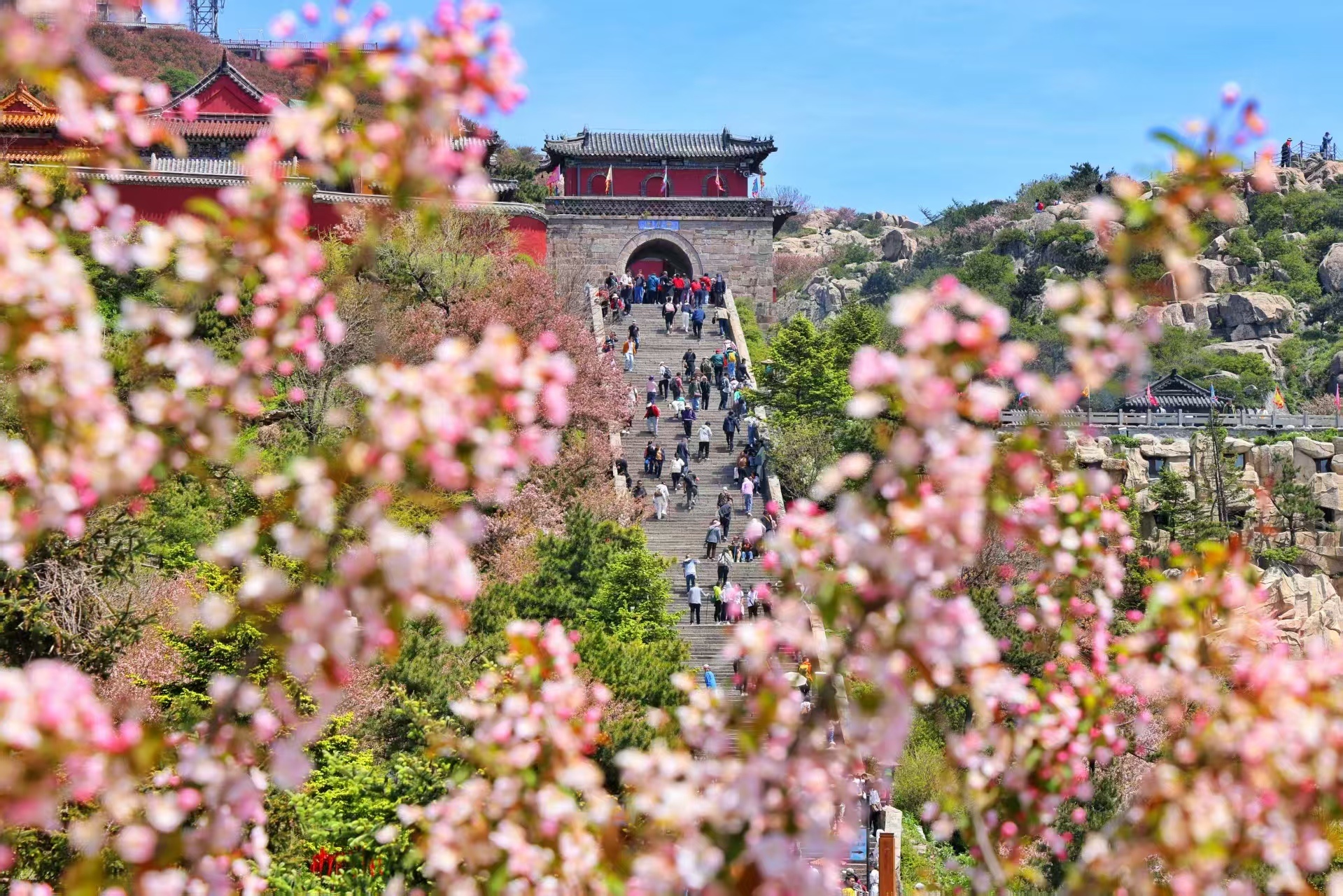 岱顶海棠花开 陈阳摄