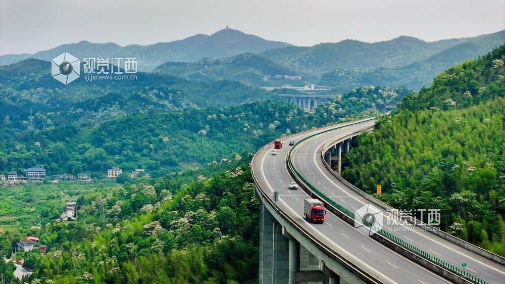 萍乡湘东：桐花绽放美如画（图）