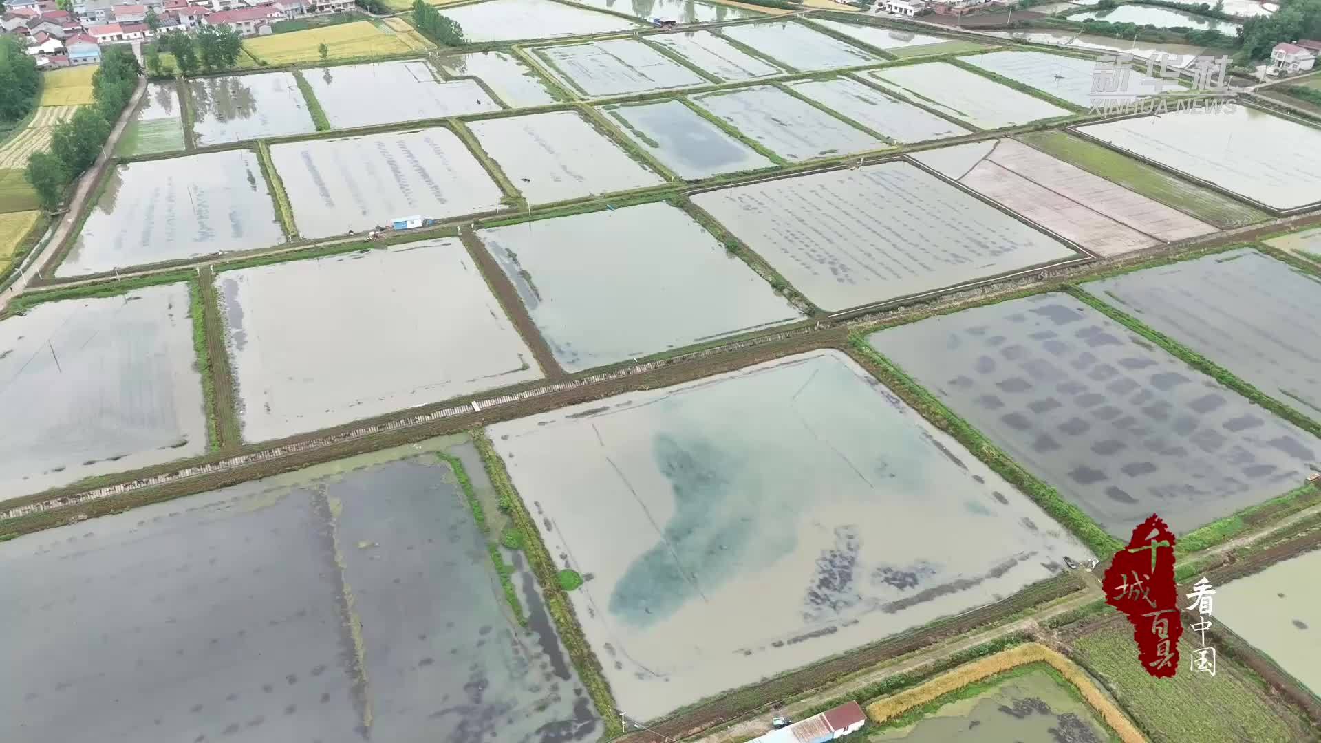 千城百县看中国｜湖北南漳：稻虾轮作 低洼田变“聚宝盆”