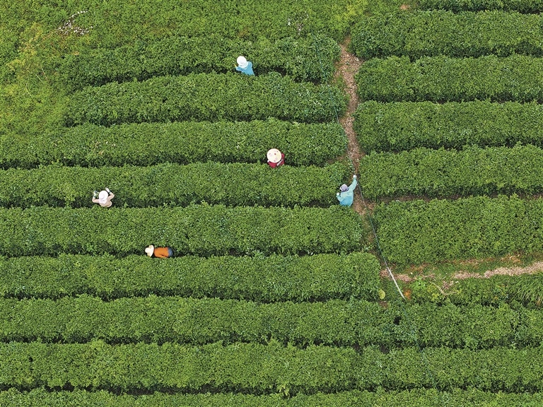 5月12日，修水县渣津镇茗悦天下西堰茶厂茶叶基地，茶农正在除草，管护茶园。