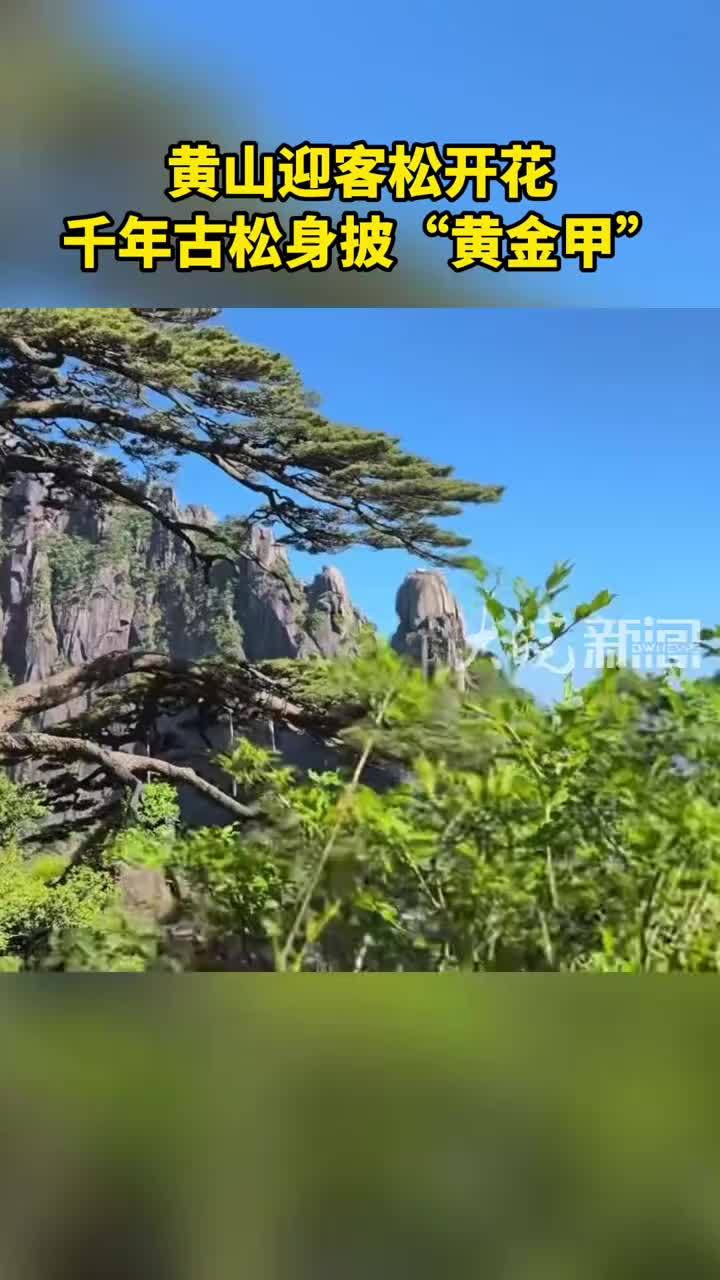 黄山迎客松开花  千年古松身披“黄金甲”