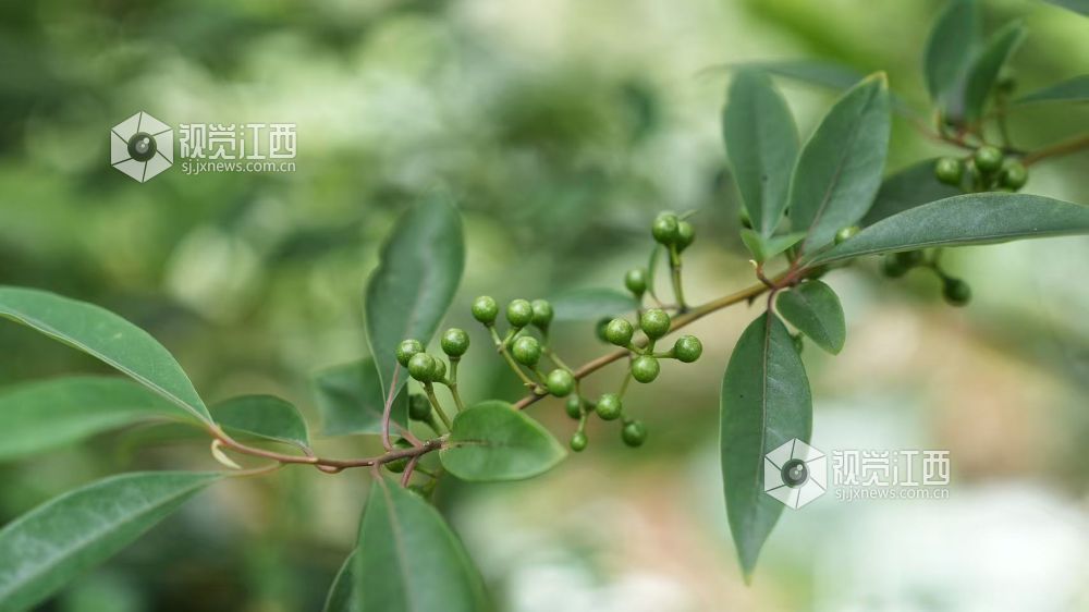 5月18日，在江西省永丰县潭头乡，眼下正是山苍子管护的黄金期，当地利用丰富的林地资源引进山苍子种植产业，让村民在家门口挣钱顾家两不误。